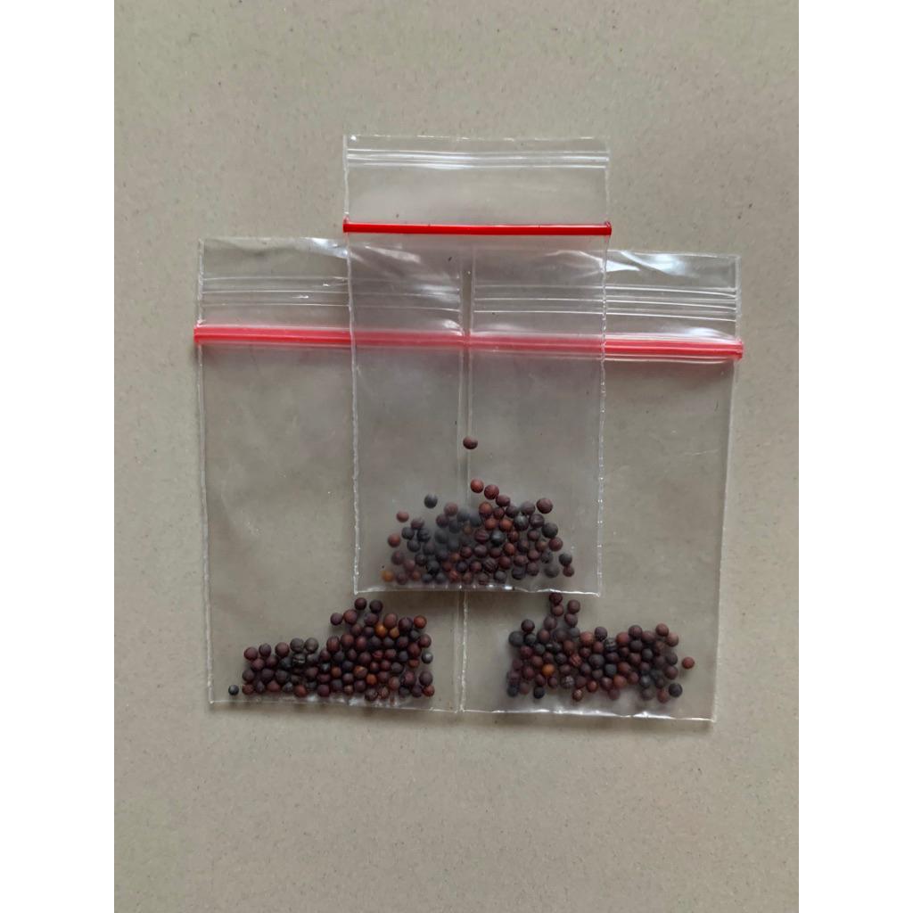 

Bibit Pakcoy Repack