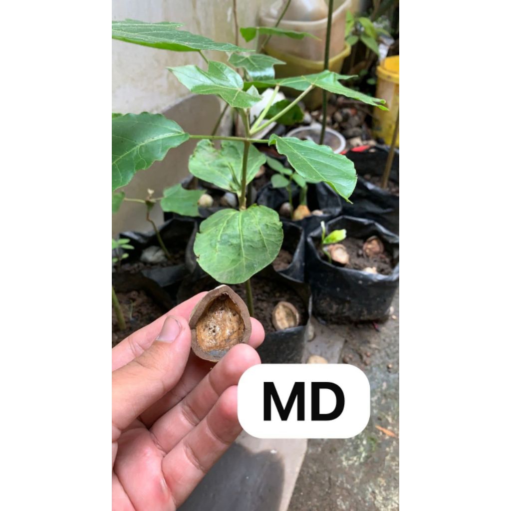 Bibit Muncang Adu MD Ori