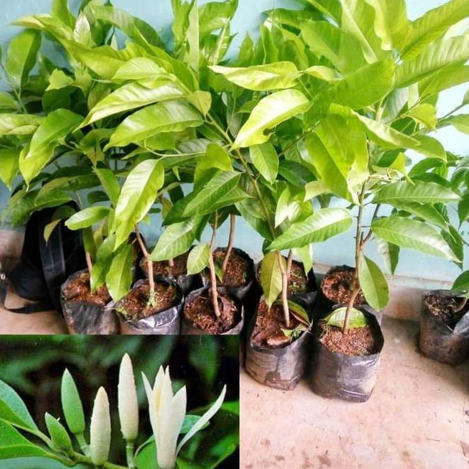 Bibit Tanaman Gading Putih/Kantil Putih Asli Seedling Semai Biji