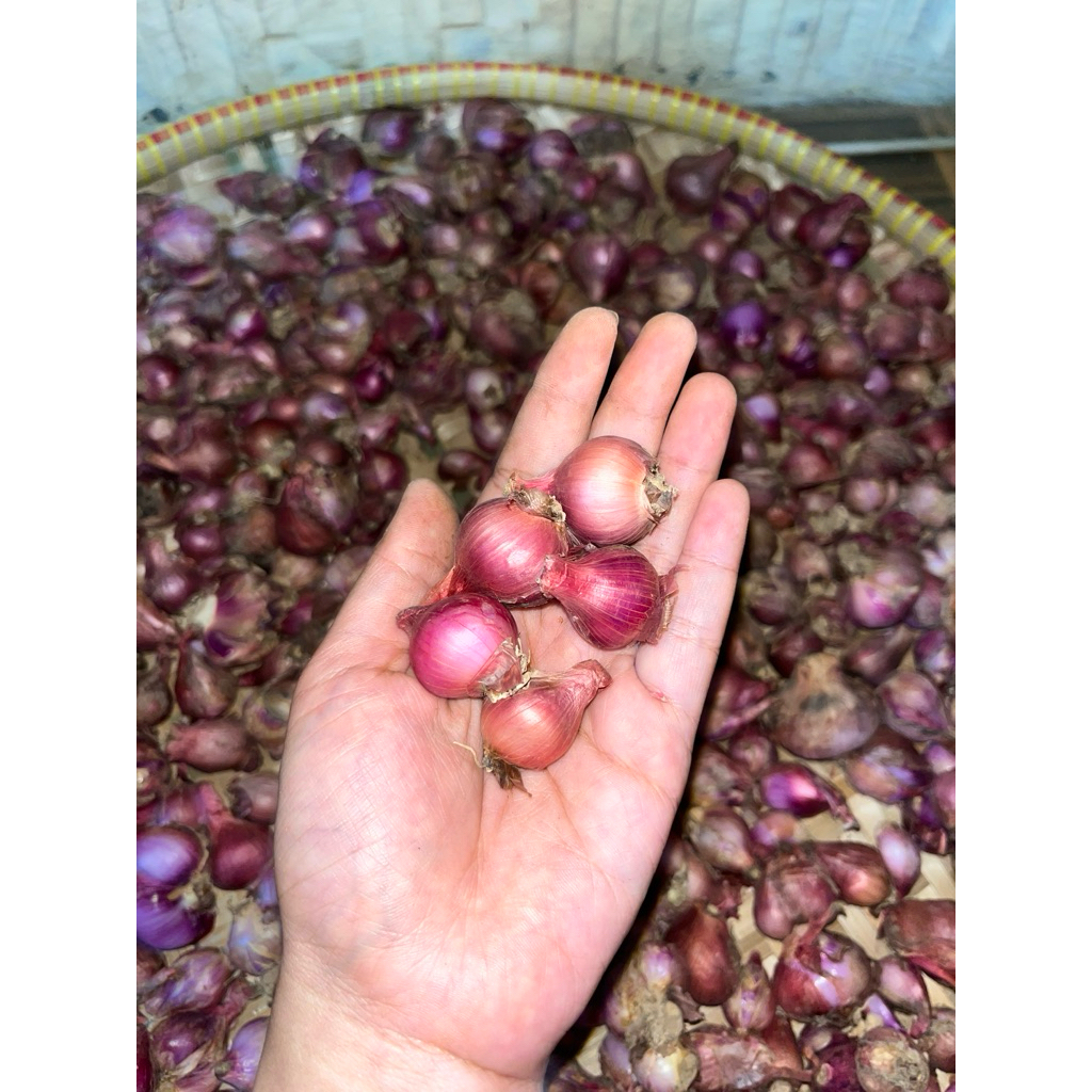 

Bawang merah kecil 1kg bawang merah lokal