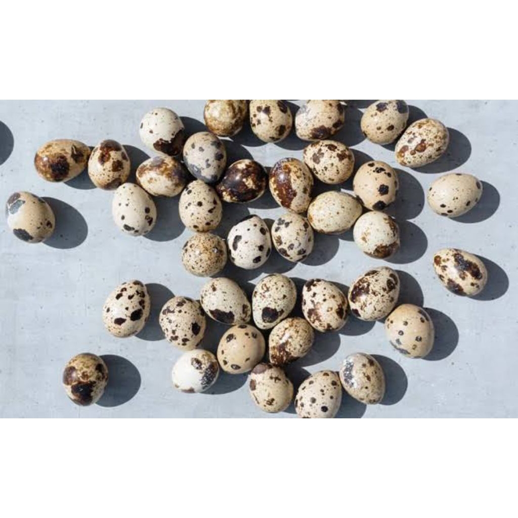 

Telur Puyuh isi 25 biji