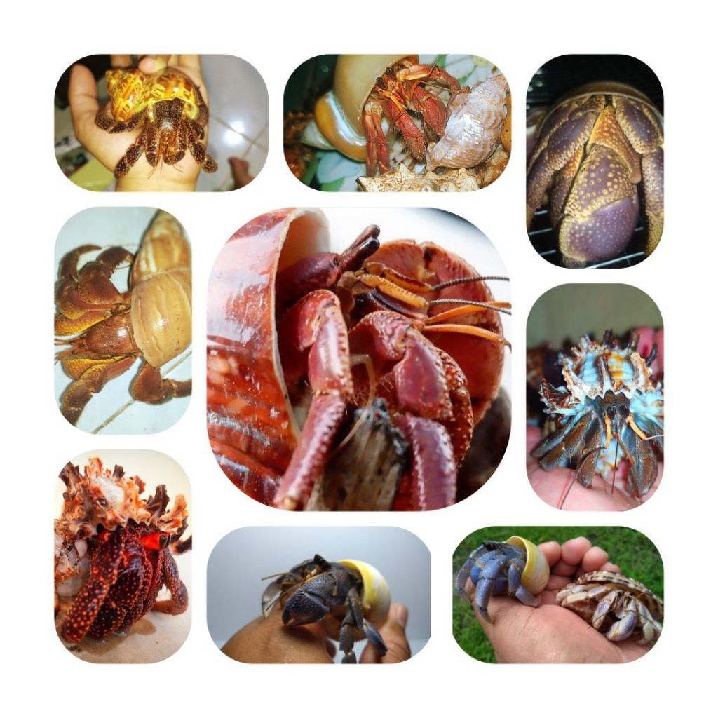 

STIKER HERMITCRAB CEK VARIASI PRODUK
