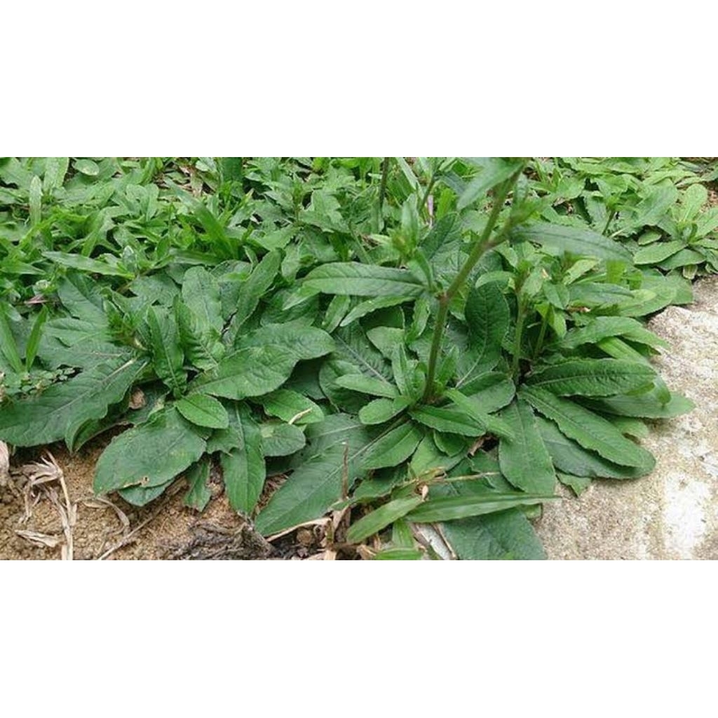 

Daun Tapak Liman per 5 Daun | untuk kesehatan Tubuh | Elephantopus Scaber