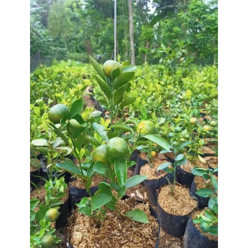 

Bibit Jeruk Es Kondisi Berbuah