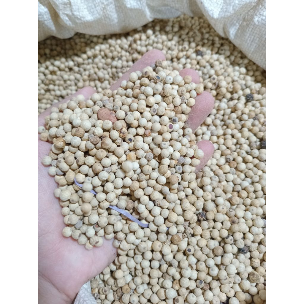 

LADA PUTIH MERICA ALAMI MERICA PUTIH WHITE PEPPER LOKAL