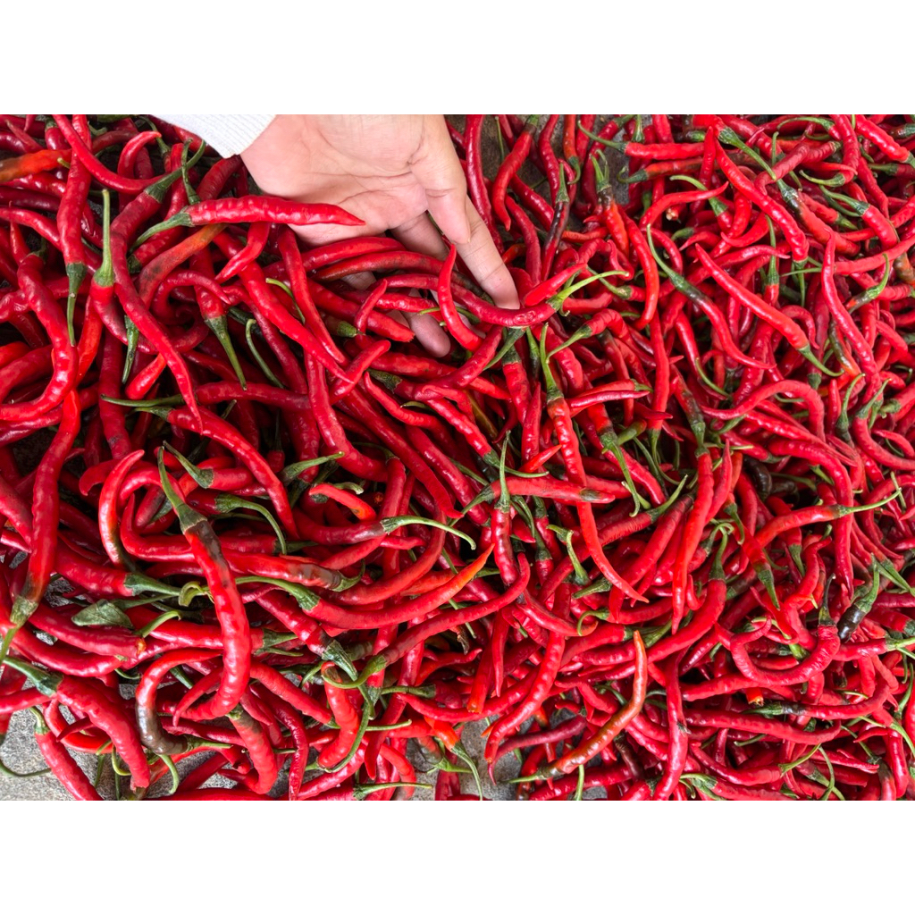 

CABE KRITING FRESH KEDIRI DARI PETANI KEDIRI