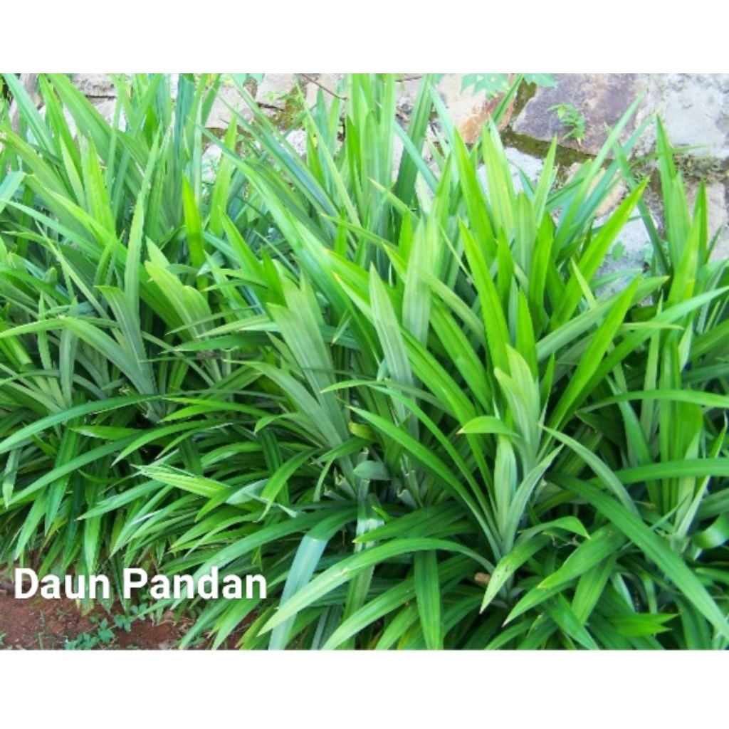 

Daun Pandan 5 lembar