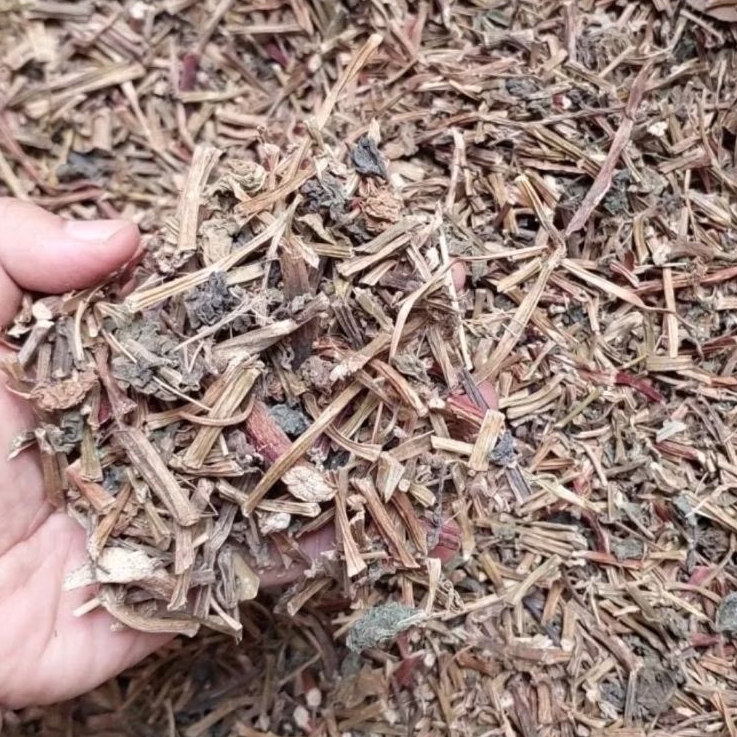 

Binahong Kering 100 gram - Herbal Binahong