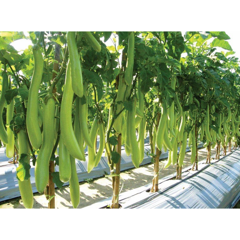 

TERONG HIJAU HIBRIDA PANJANG 10 BIJI BENIH BIBIT TERONG HIJAU PANJANG TERONG SAYUR BERKUALITAS