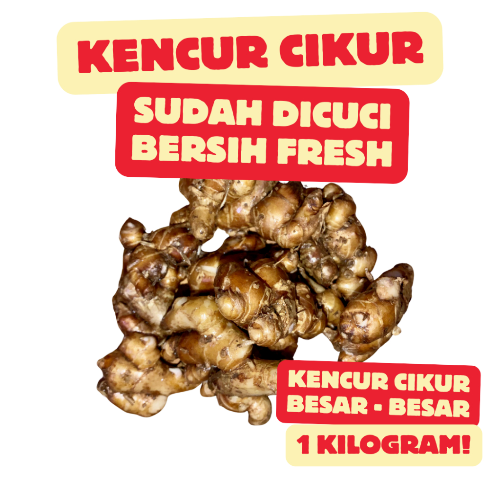 

Kencur Cikur Fresh Segar Asli Kencur Cikur Murni Sudah Bersih 1 Kilogram