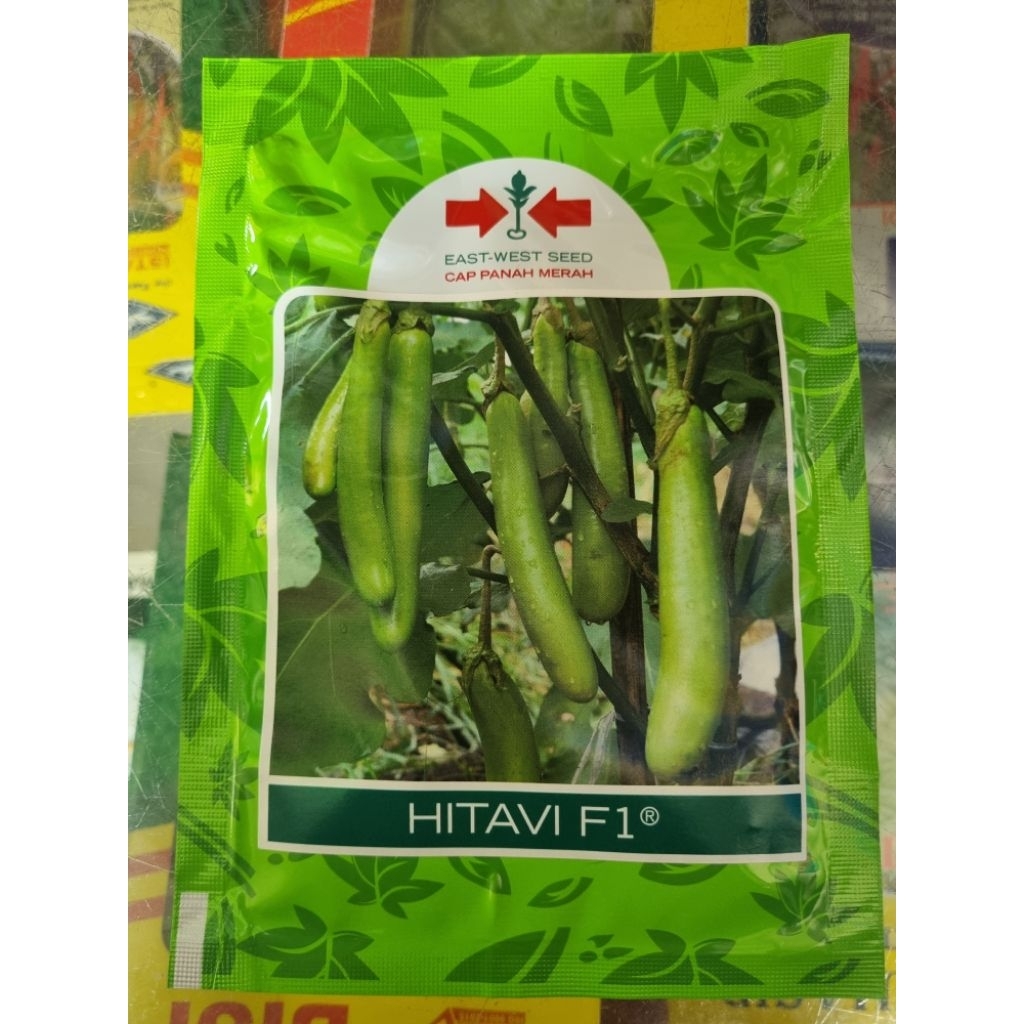 Benih terong hijau F1 HITAVI