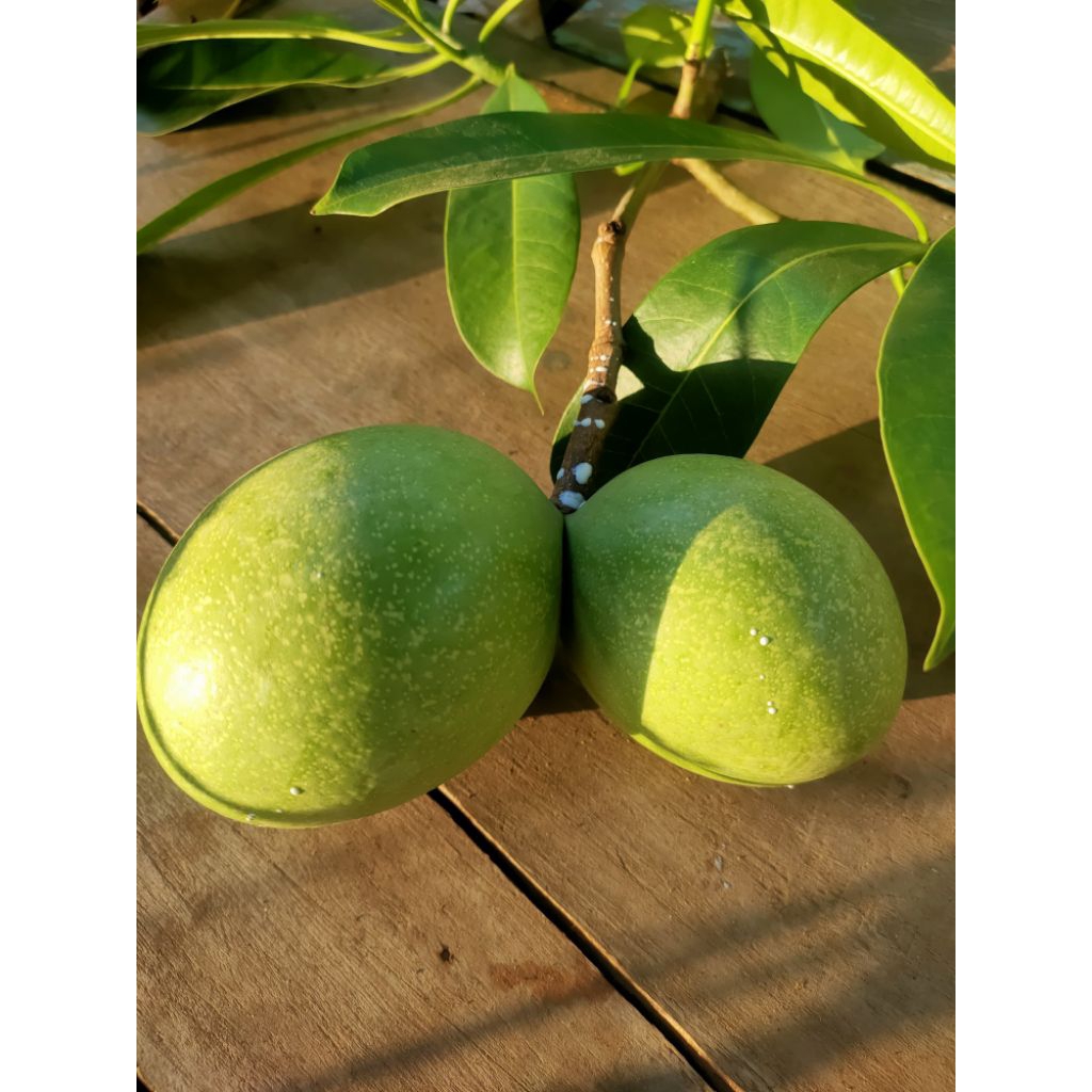 

buah Bintaro/ buah simpalak/ buah pengusir tikus alami