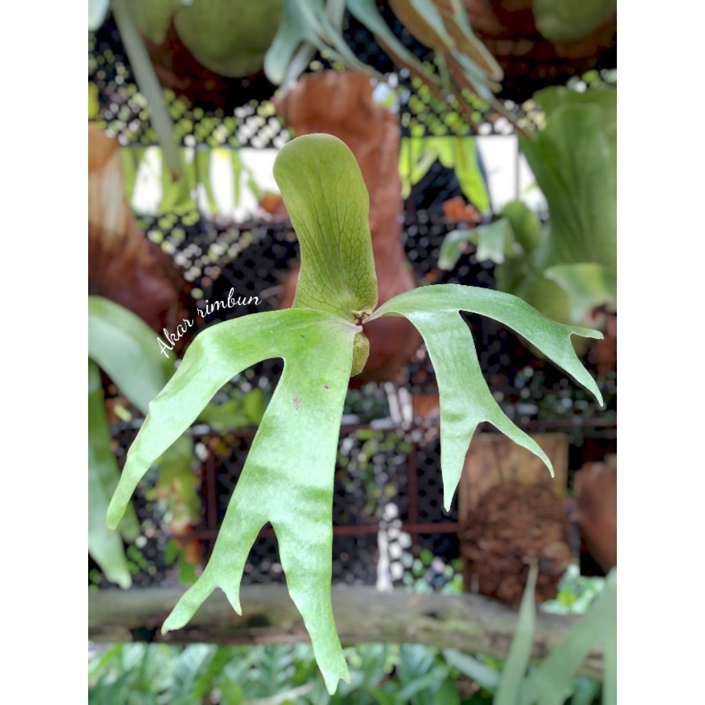 tanaman platycerium stemaria laurenti