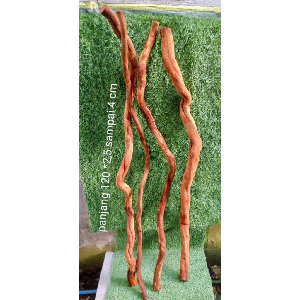 akar santigi gunung aquascape