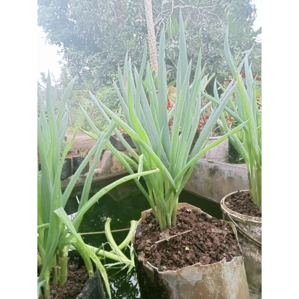 Bibit bawang daun subur
