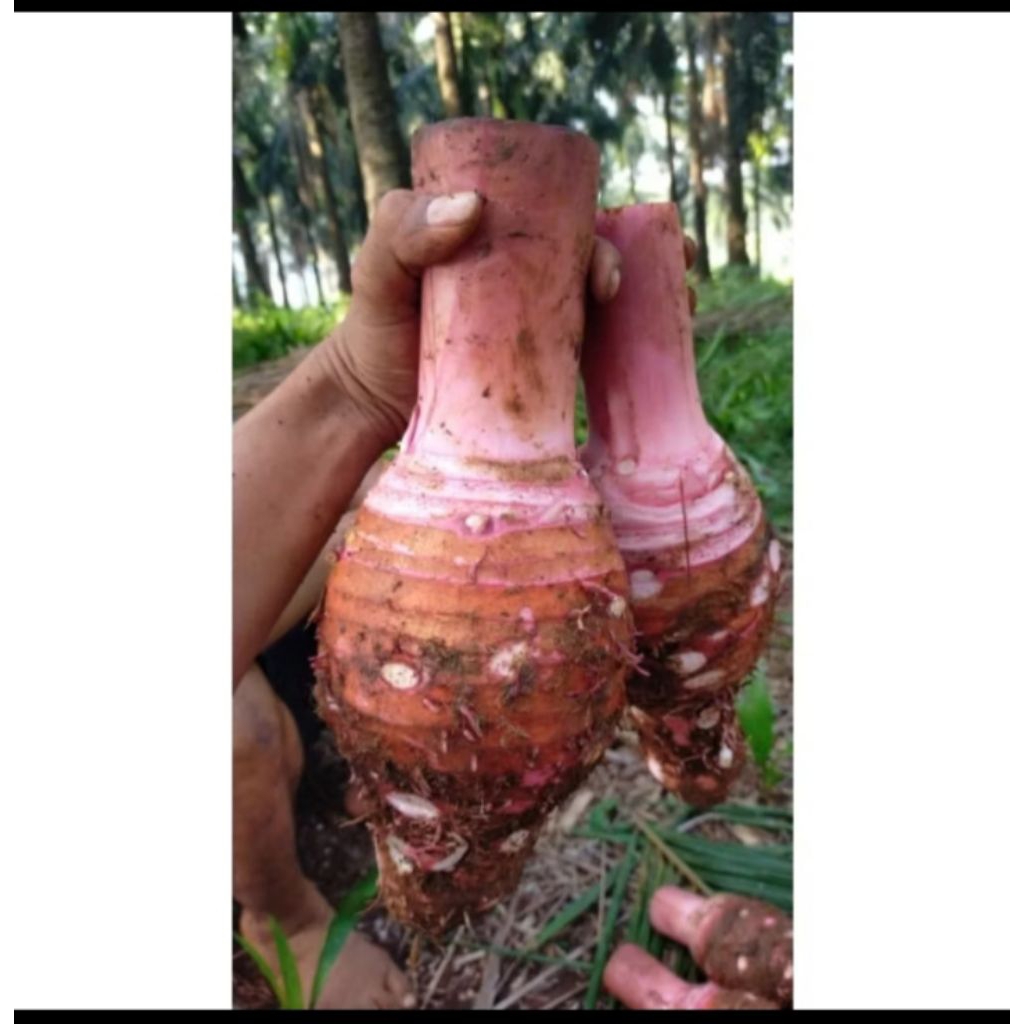 

umbi talas Bogor legit jual batangan fres & instan