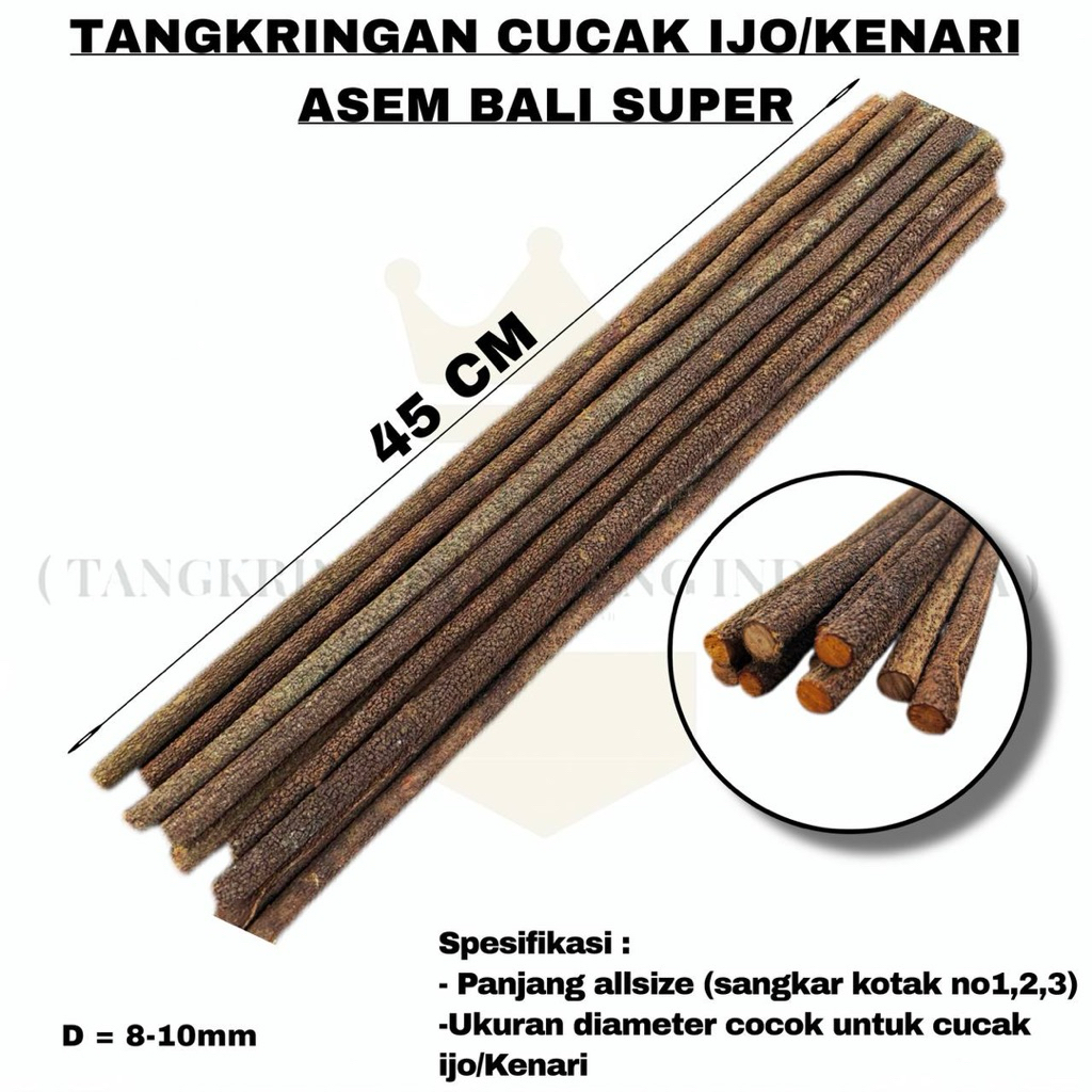 Tangkringan asem bali super cucak ijo kenari