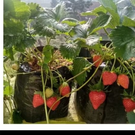 

Strawberry Jepang Jumbo