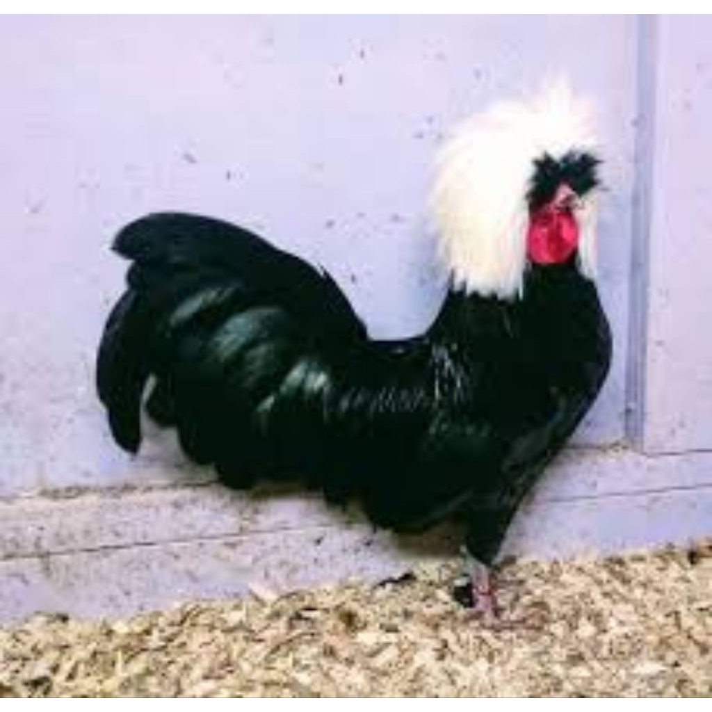 

paket hemat 3 Telur Ayam Hias Poland Fertil Buat ditetaskan