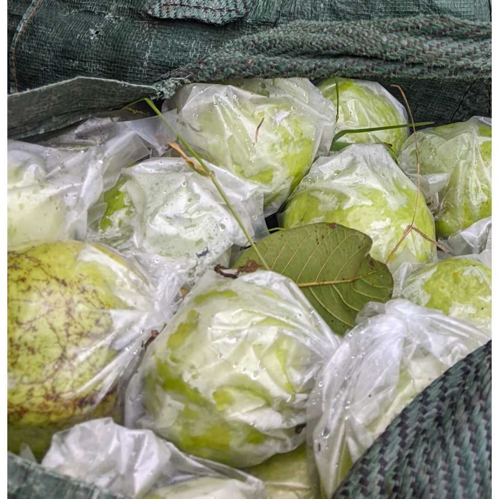 

buah jambu kristal