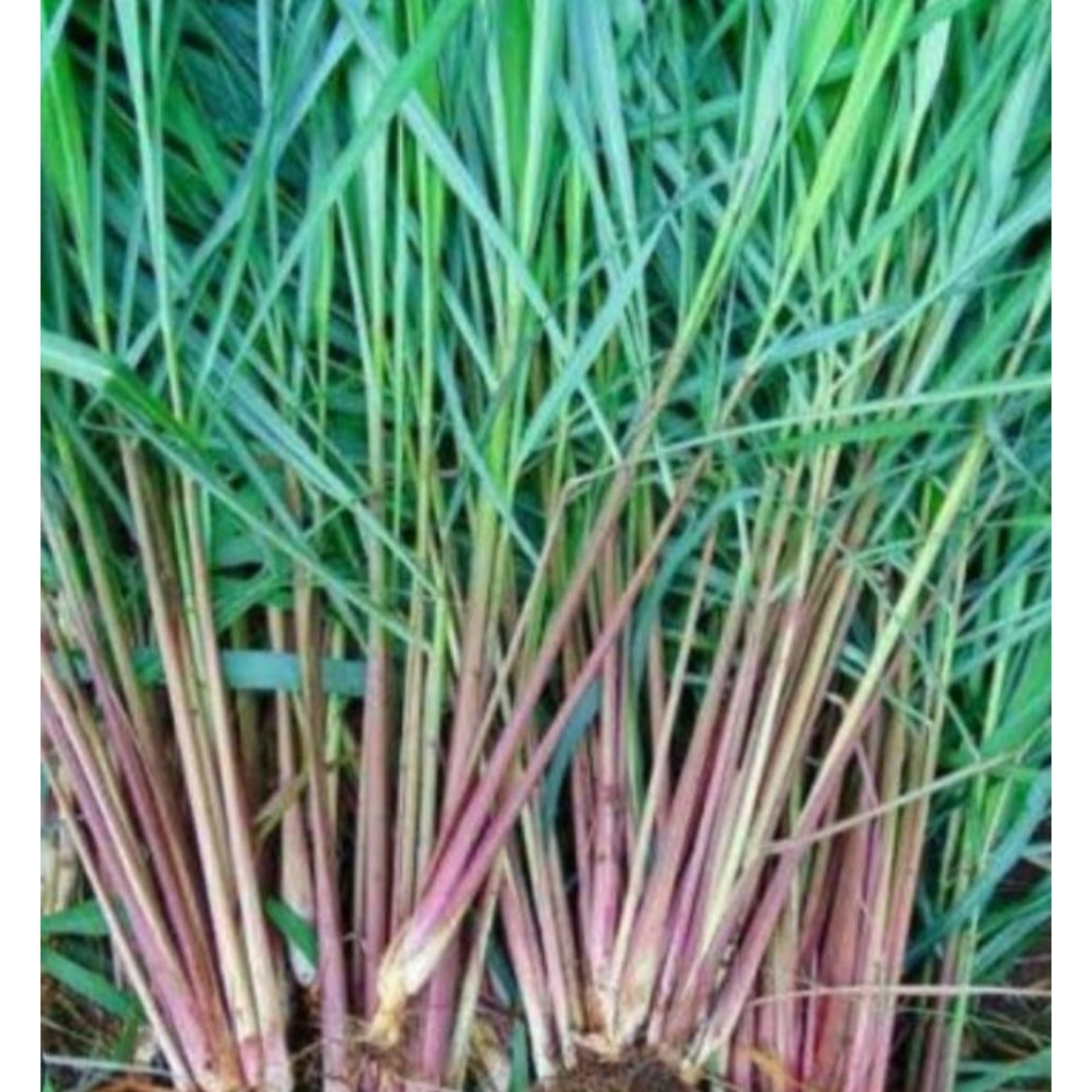 

serai merah/serai wangi 1kg