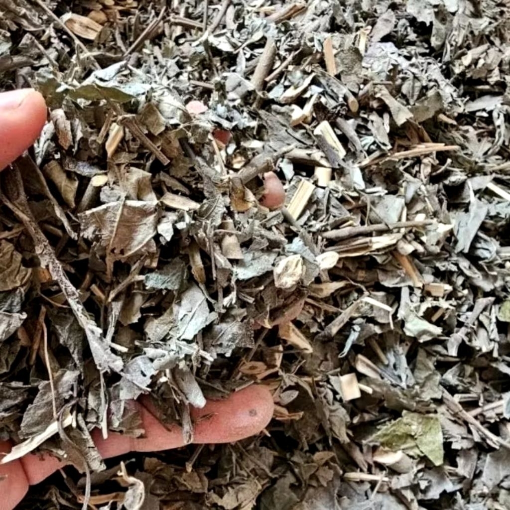 

Daun Keji beling kering kejibeling - pecah beling Kering