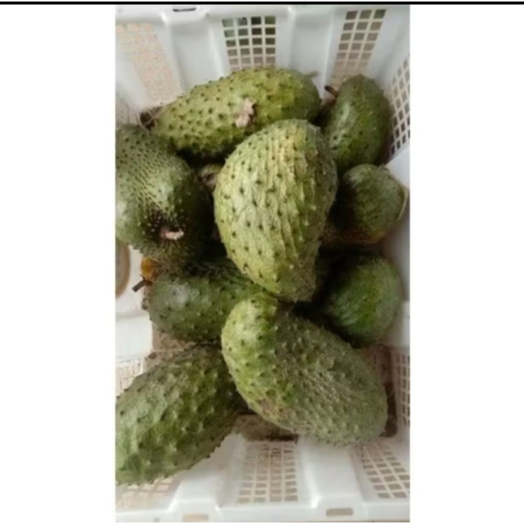 

Buah Sirsak Segar Sirsak Fresh 1pcs