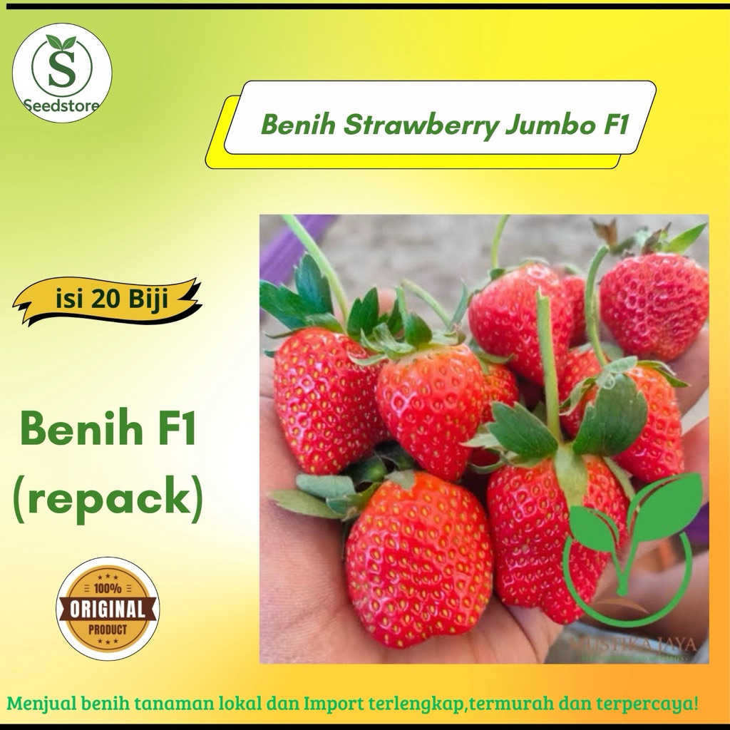 isi 20 Biji Benih Buah Strawberry Jumbo California Genjah Benih Bibit Strawberry Jumbo