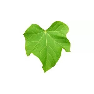 Daun Jarak Segar Herbal Alami | Daun Obat Tradisional Asli