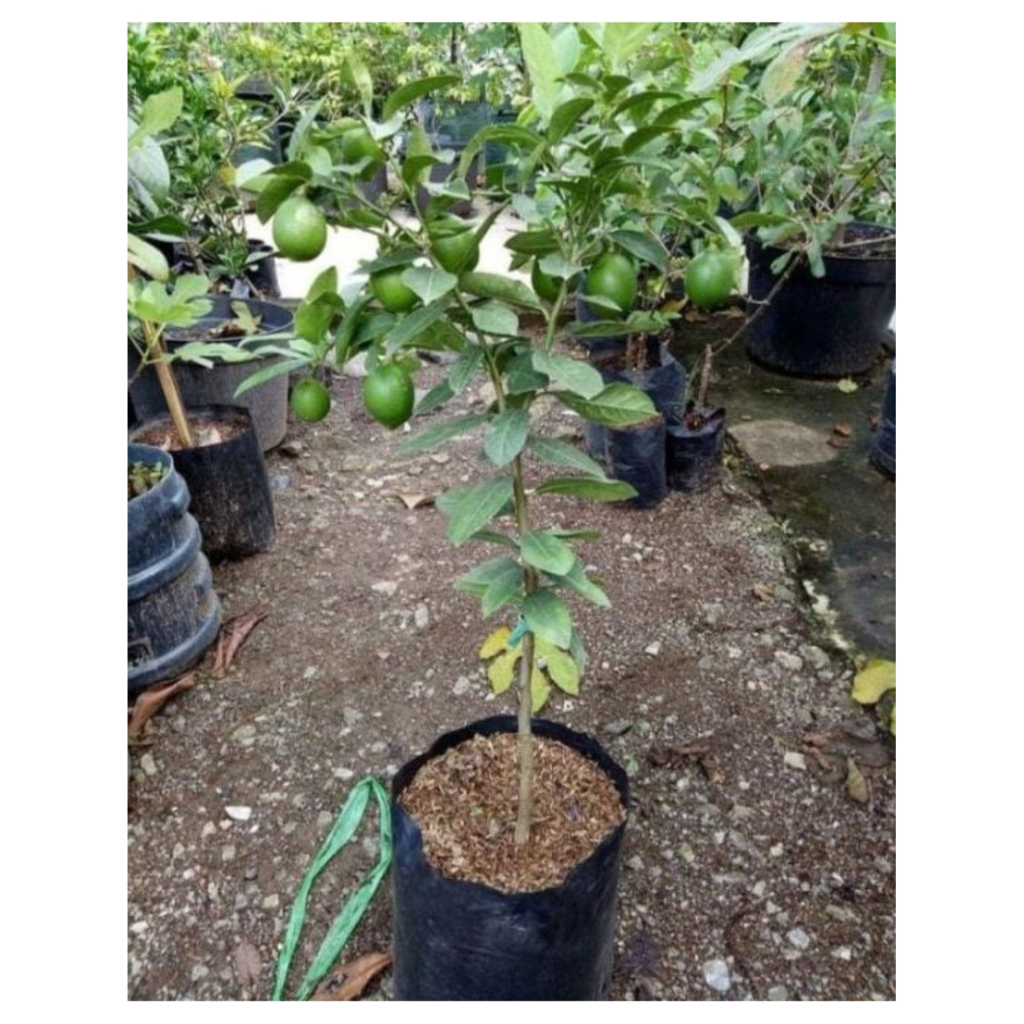 Bibit jeruk peras (Jeruk nipis/jeruk sambal)