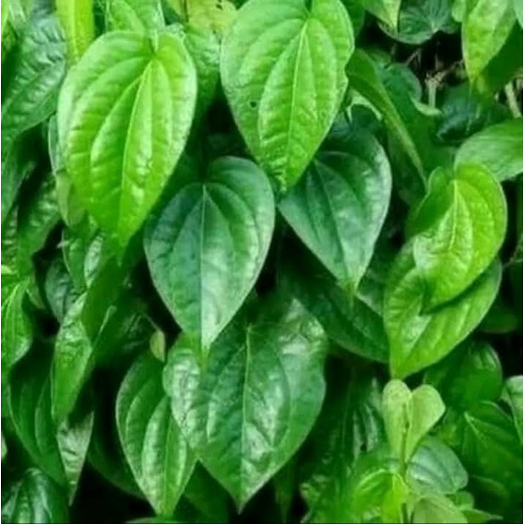 

daun sirih hijau segar isi 30lbr