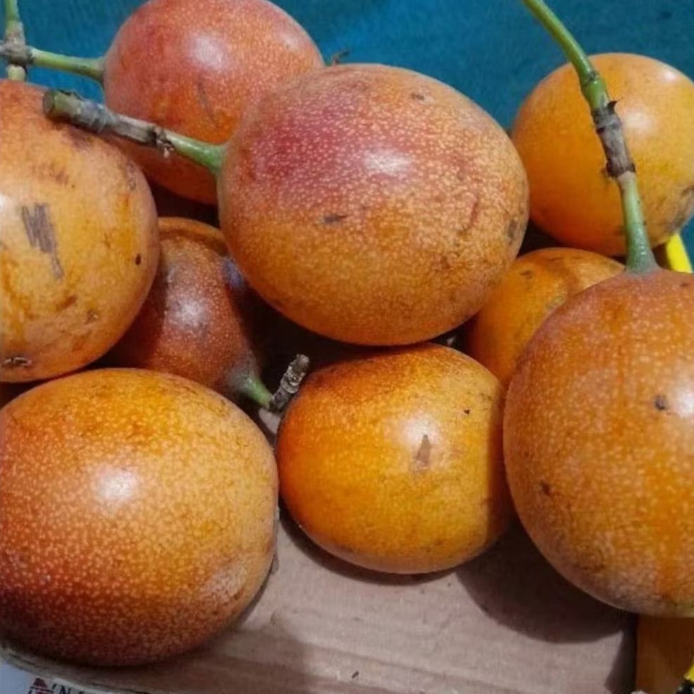 

Markisa konyal manis matang pohon segar isi 500gram