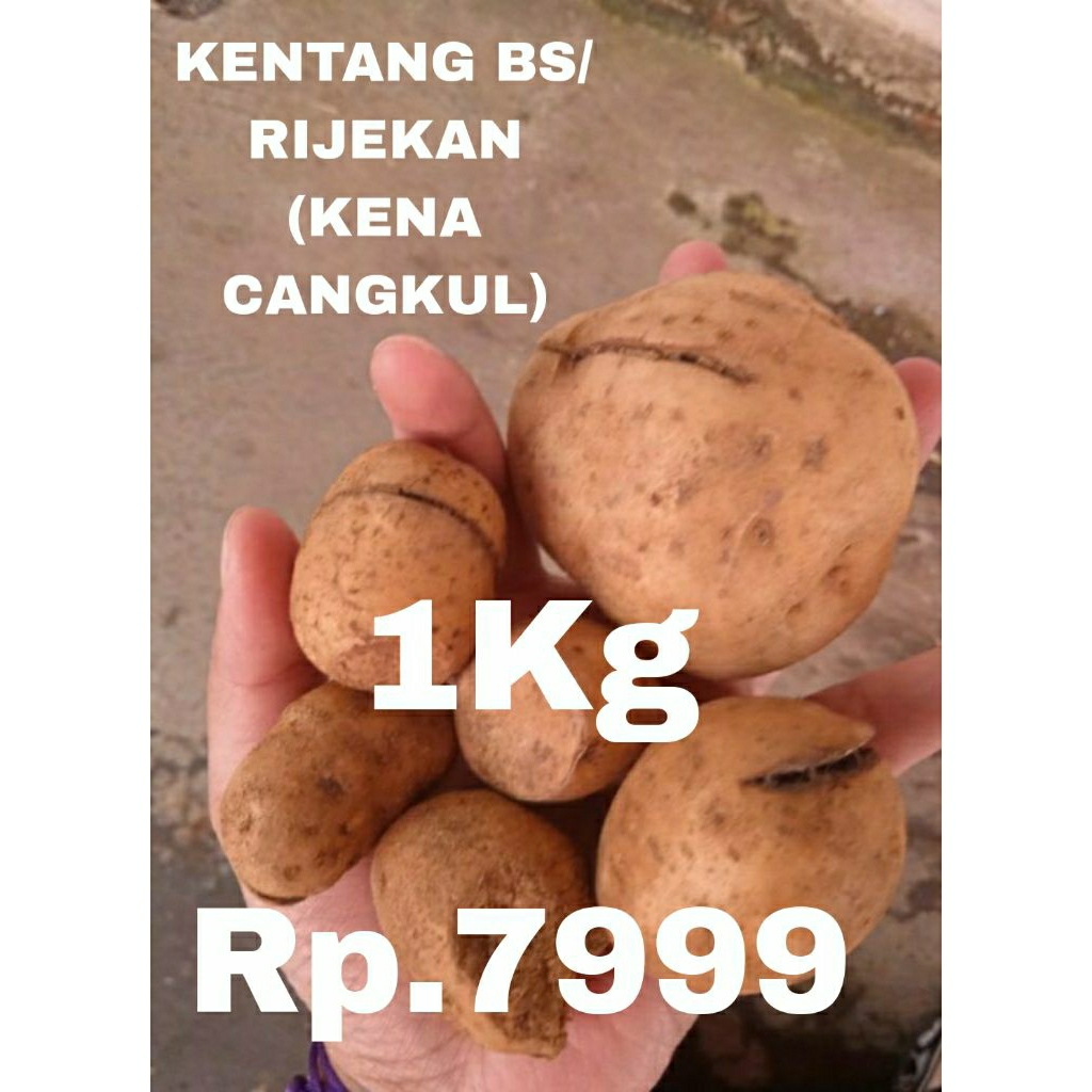 

TERMURAH DI SHOPEE KENTANG DIENG BS/RIJEKAN UKURAN CAMPUR