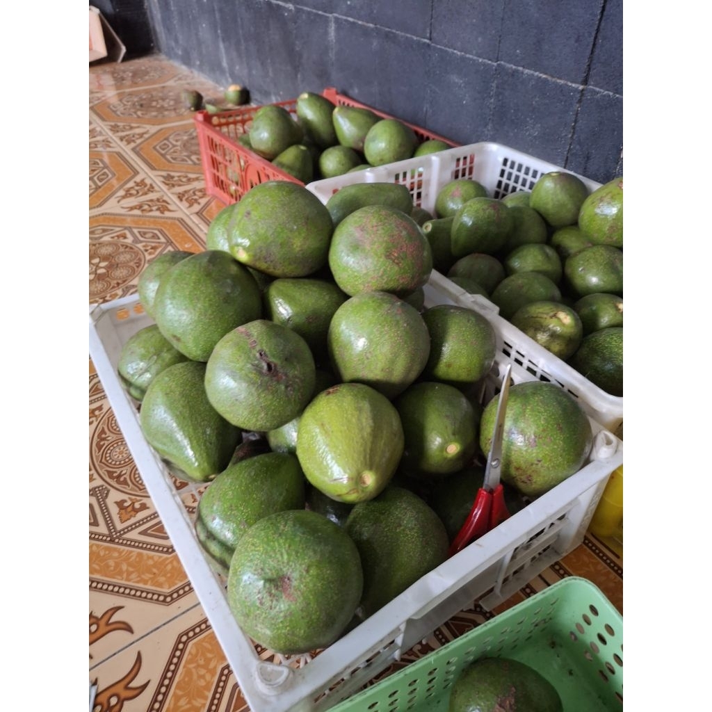 

Alpukat mentega 1KG isi (4/5/6)