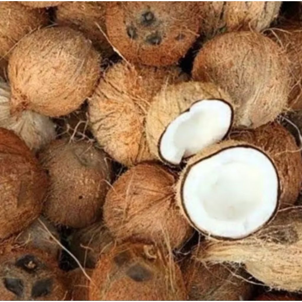 

kelapa tua untuk santan