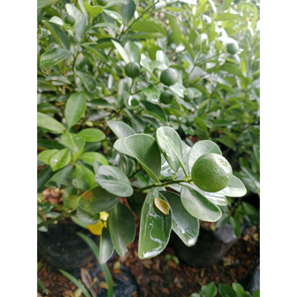 

jeruk songkit sonkit