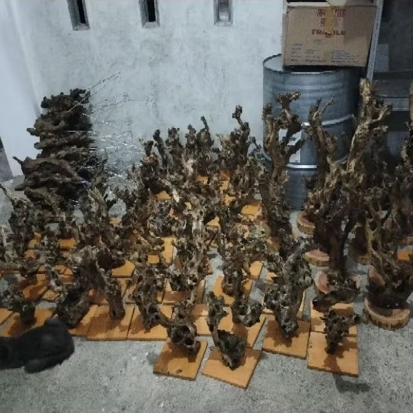 Kayu Hias Fosil