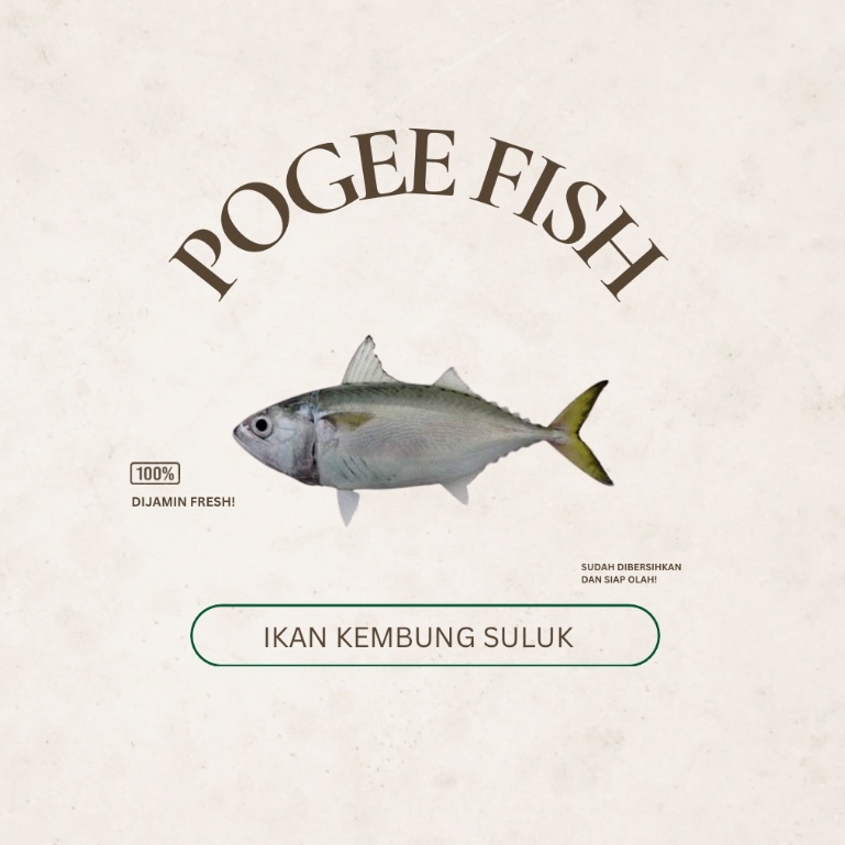

KHUSUS AREA MALANG-Pogee Fish Ikan Kembung Suluk Dijamin Fresh SUDAH DIBERSIHKAN INSANGNYA
