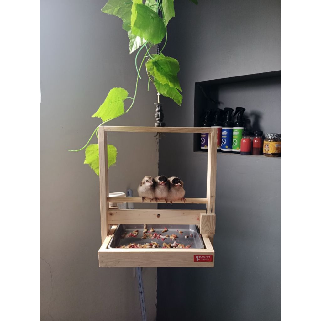 Sangkar Layang Burung Aesthetic Mini Baki Polos