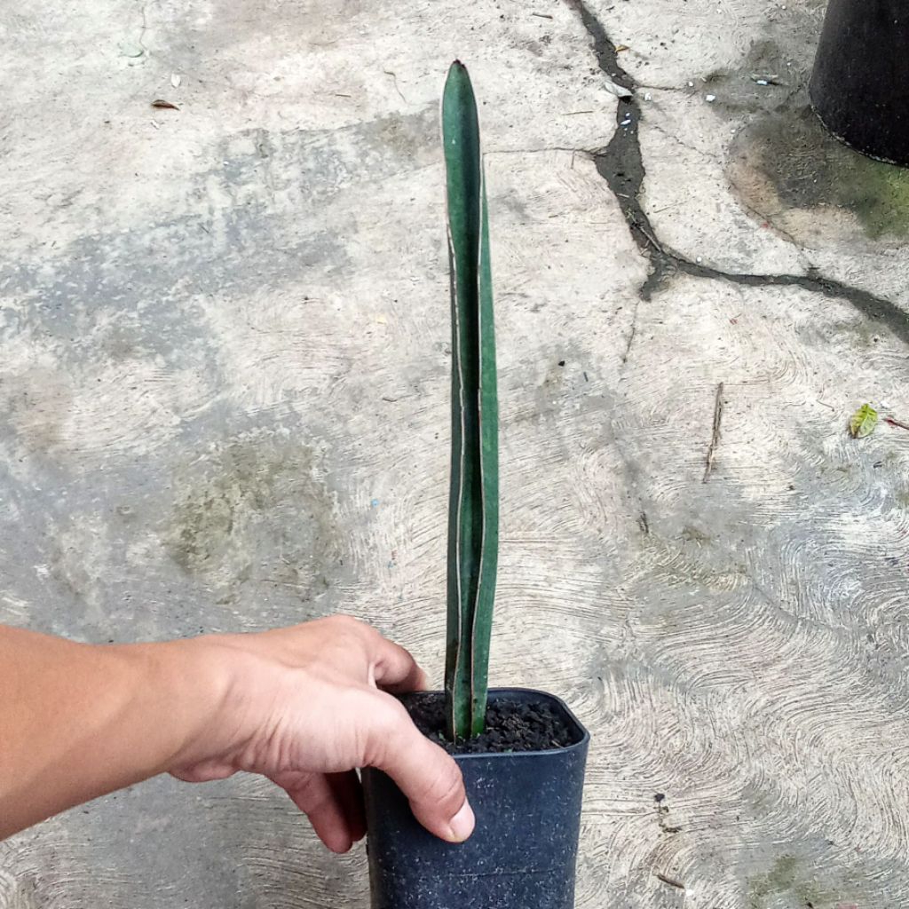 sansevieria sinus simiorum