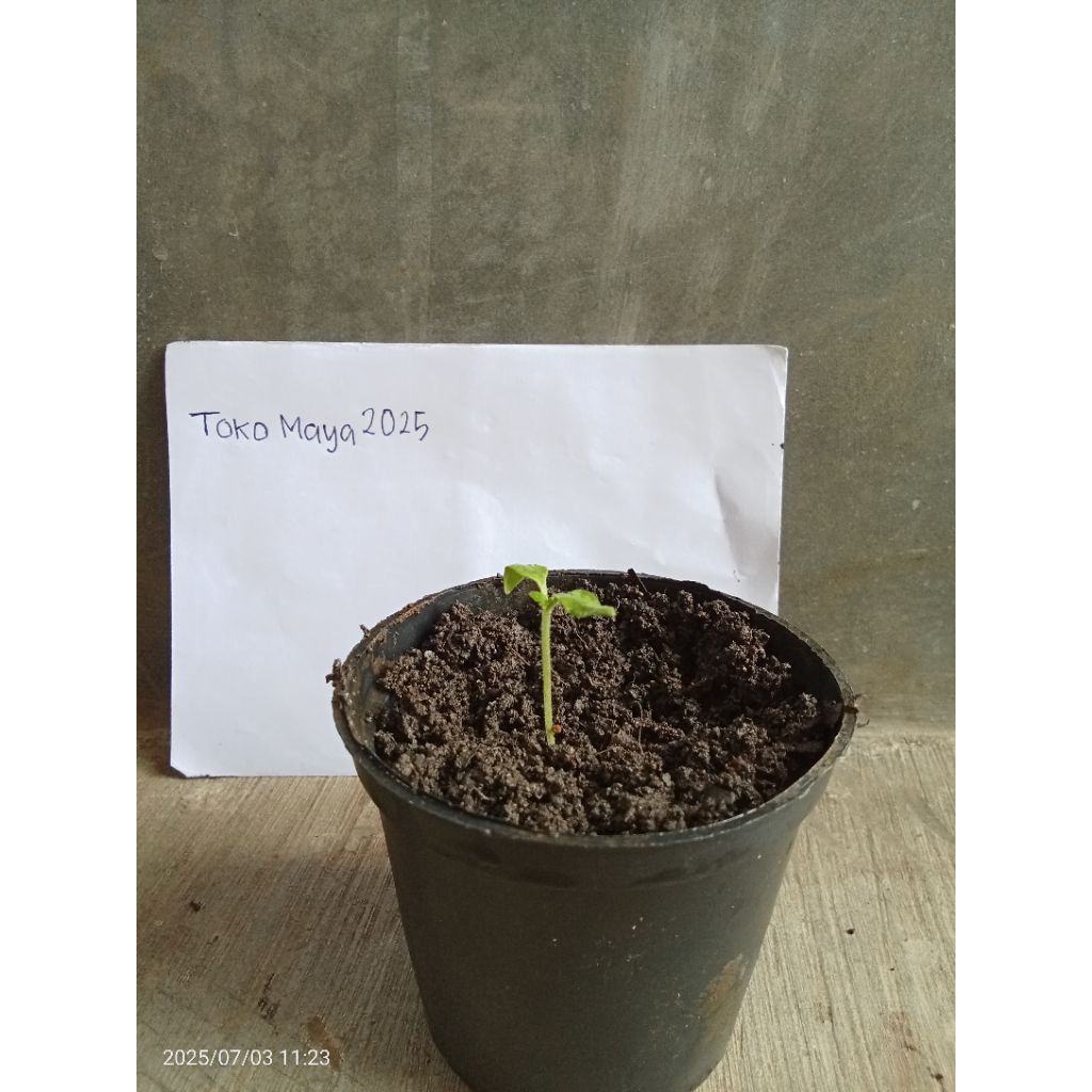 

cabai merah , cabai rawit merah, tomat