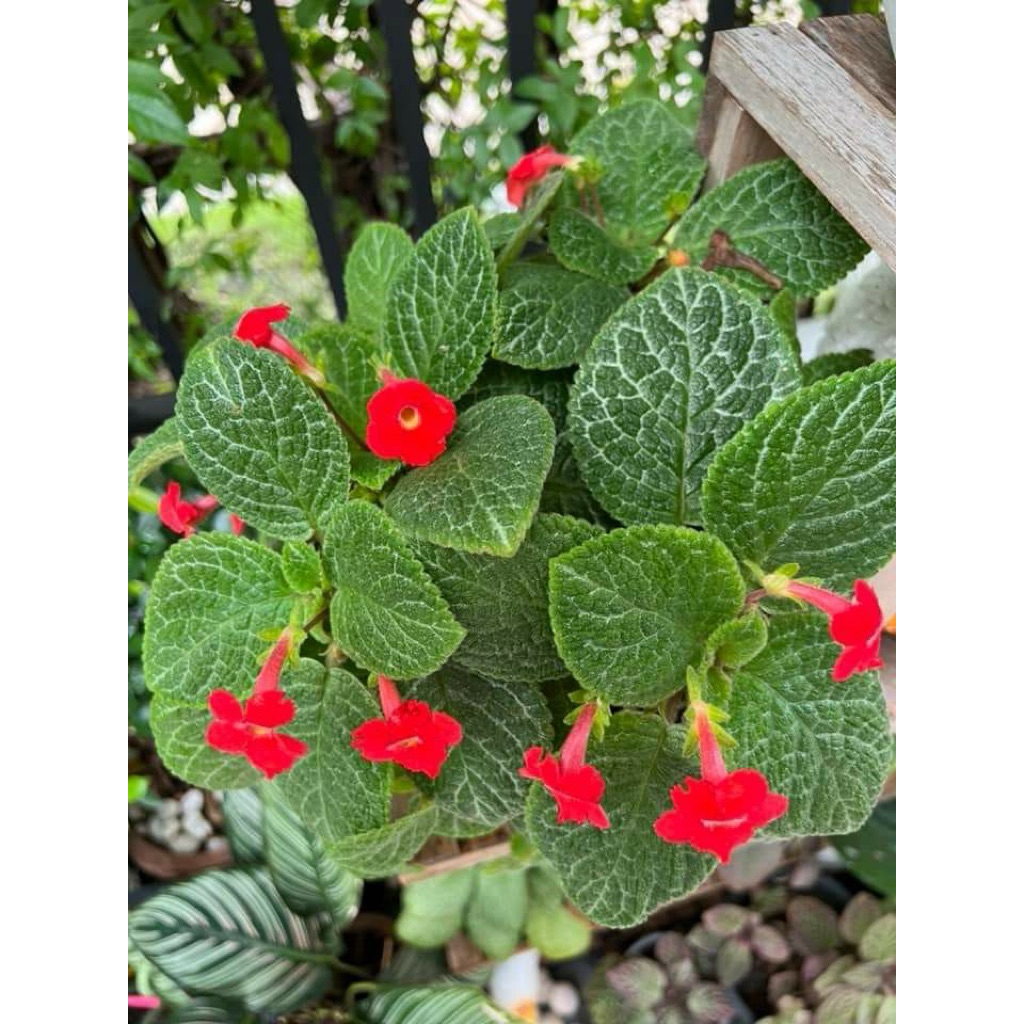 tanaman hias bludru hijau - episcia hijau - bludru episcia