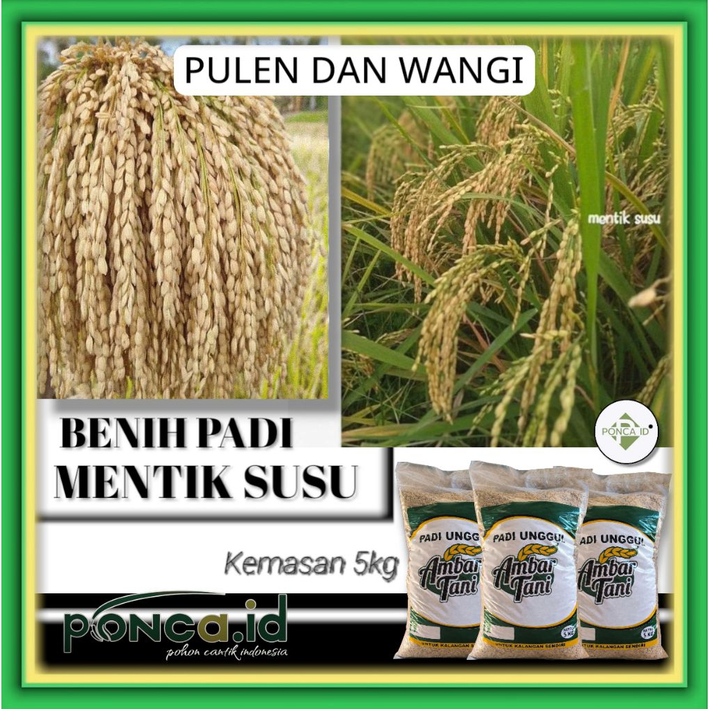 benih padi mentik susu bibit unggul original 5kilogram