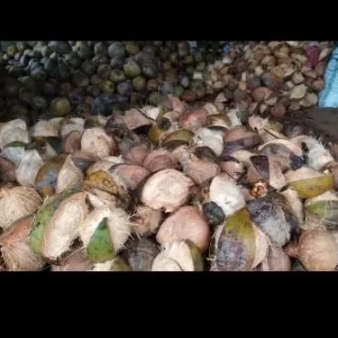 

kelapa tua bisa buat santan dan lainnya