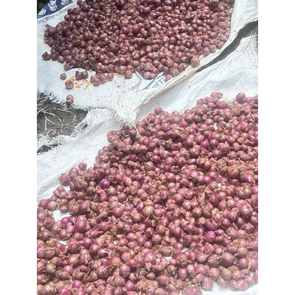 

bawang merah