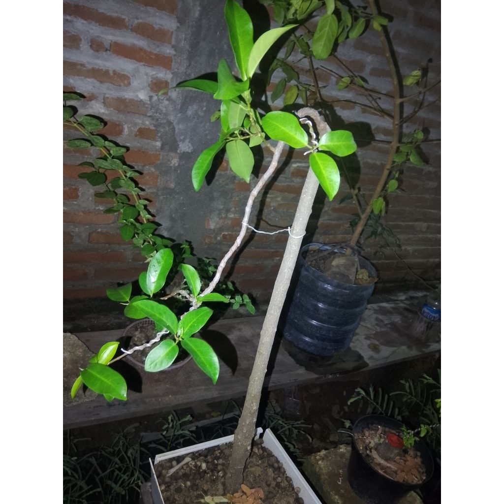 beringin iprik bunjin