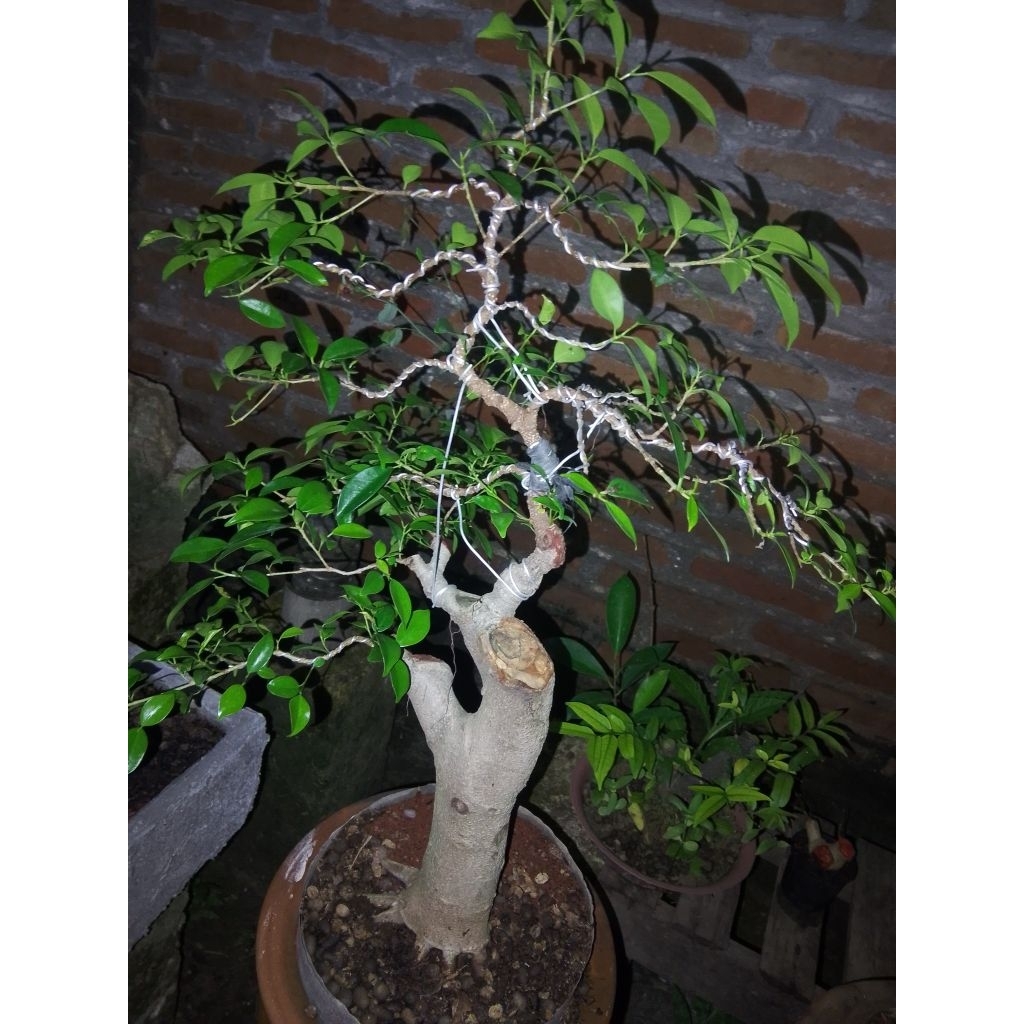 bonsai iprik medium/beringin iprik
