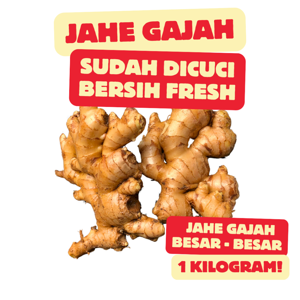 

Jahe Gajah Asli Murni 100% Sudah Di Cuci Bersih | Jahe Pedas Kuat Alami Jahe Gajah Petani Lokal