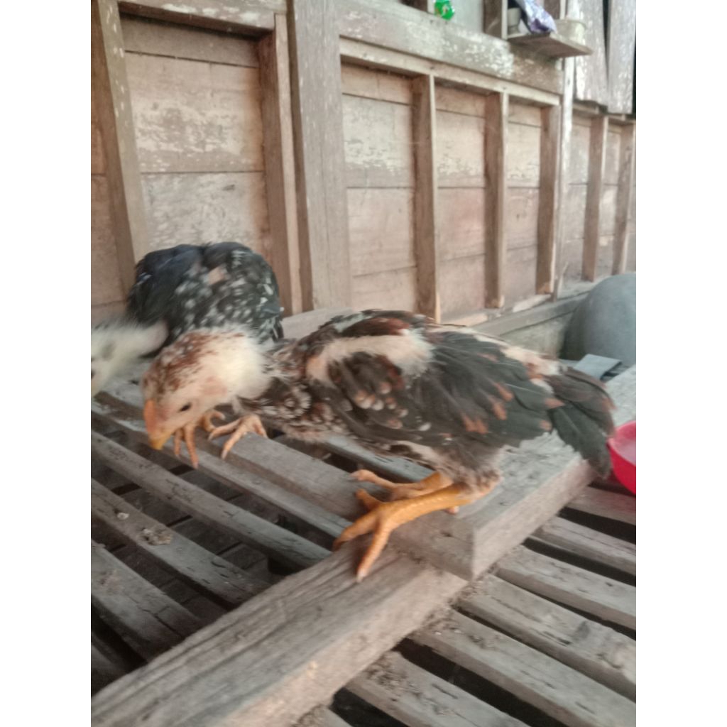 telur ayam Bangkok hias ekor lidi