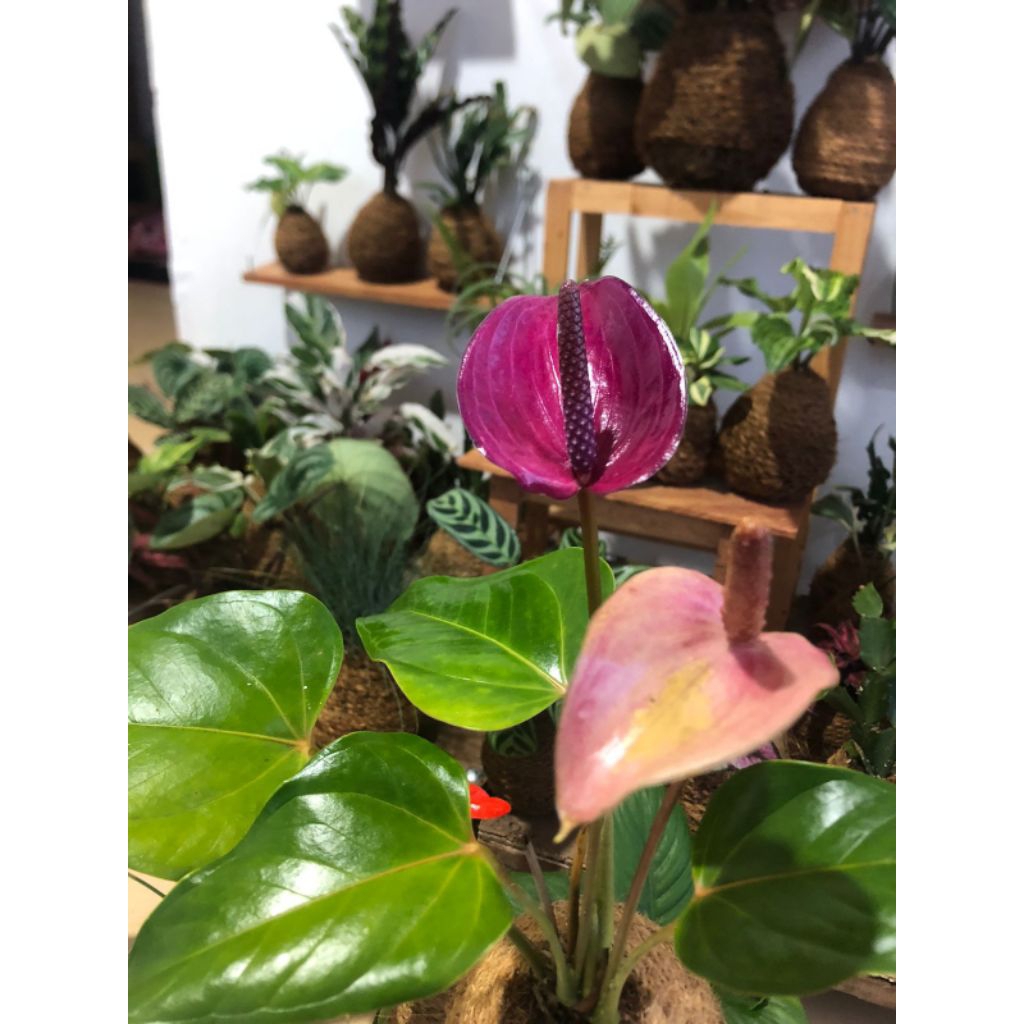 antorium mikimouse kokedama bunga  ungu